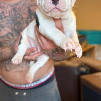 Pitbull ukc black nose