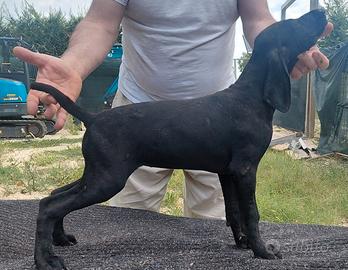 Cuccioli di kurzhaar bracco tedesco