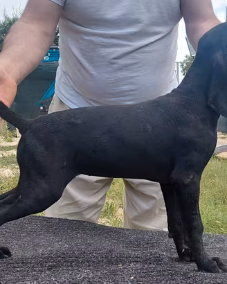 Cuccioli di kurzhaar bracco tedesco