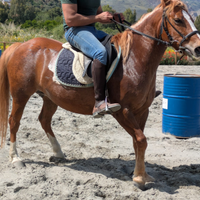 Cavalla incrocio quarte/avellignese