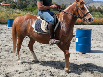 Cavalla incrocio quarte/avellignese