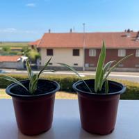 Pianta Falangio - Chlorophytum Ocean