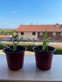 Pianta Falangio - Chlorophytum Ocean