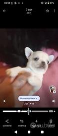 Spettacolari cuccioli di chihuahua, PEDIGREE ENCI