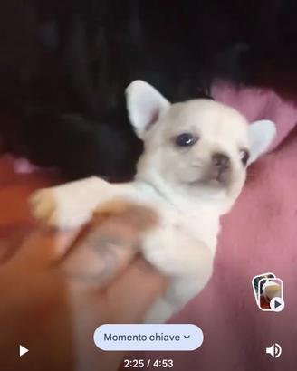 Spettacolari cuccioli di chihuahua, PEDIGREE ENCI