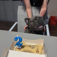 Bulldog francese maschio per monta