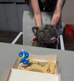 Bulldog francese maschio per monta