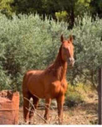 Cavalla saura brava
