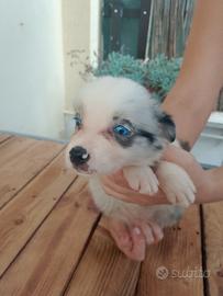 Cuccioli di border collie bleu merle