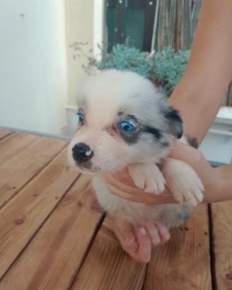 Cuccioli di border collie bleu merle