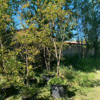 Alberello di lagerstroemia