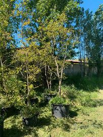 Alberello di lagerstroemia