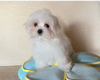 Cucciolo di maltese con pedigree ENCI