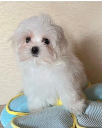 Cucciolo di maltese con pedigree ENCI