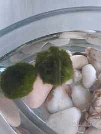 alga marimo