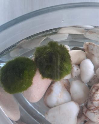 alga marimo