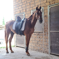 Cavallo