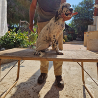 Cucciolo di setter inglese