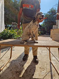 Cucciolo di setter inglese