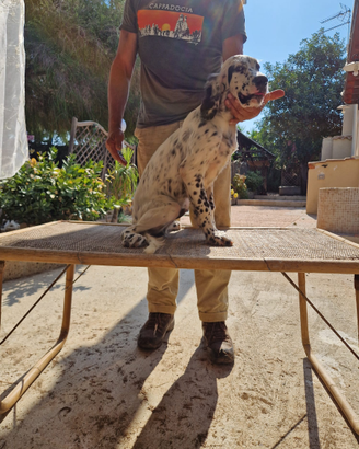 Cucciolo di setter inglese