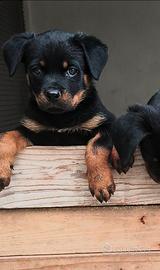 Femmina rottweiler pedigree