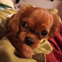 AKyra - cavalier king - nuova famiglia