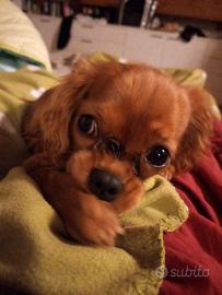 AKyra - cavalier king - nuova famiglia