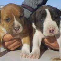 Pit Bull cuccioli