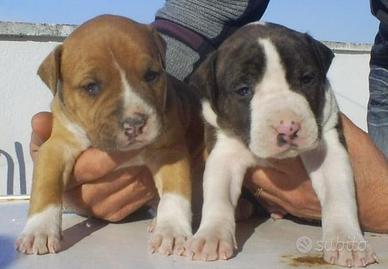 Pit Bull cuccioli