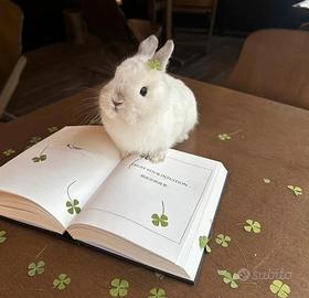 Cucciola coniglio ariete