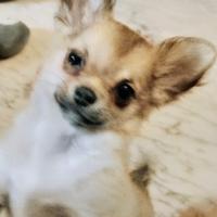 Cucciolo chihuahua