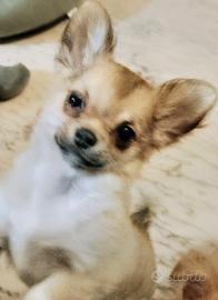 Cucciolo chihuahua