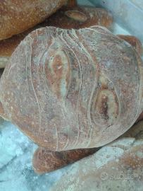 panettiere 