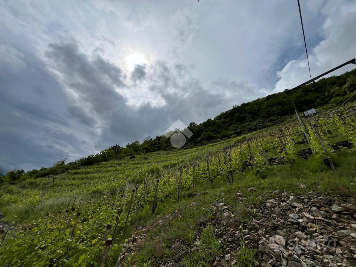 TER. AGRICOLO A VILLA DI TIRANO - Altro