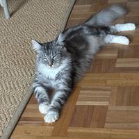 Gatto meine coon