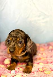 Bassotti arlecchini maschi con pedigree