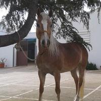 Cavalla Haflinger