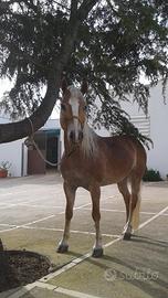 Cavalla Haflinger