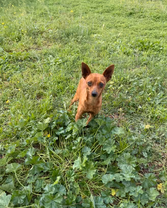 Pinscher