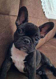 Bulldog francese