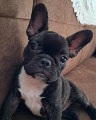 Bulldog francese