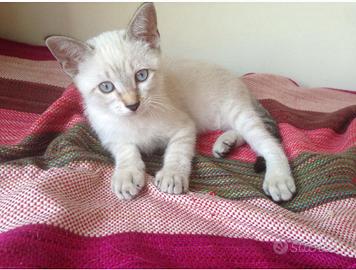 Gattini siamesi Tabby Point splendidi