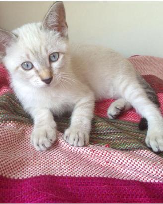 Gattini siamesi Tabby Point splendidi