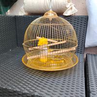 Gabbia per uccelli in ottone e acrilico de luxe