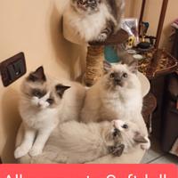 Cuccioli ragdoll
