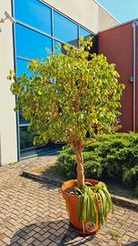 FICUS BENJAMIN con tronco intrecciato