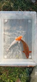 Carpe koi - 20/25 cm circa