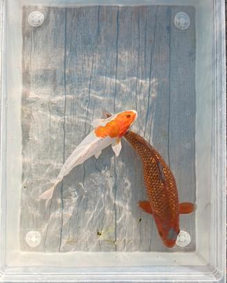 Carpe koi - 20/25 cm circa