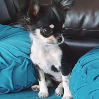 Chihuahua femmina toy pedigree