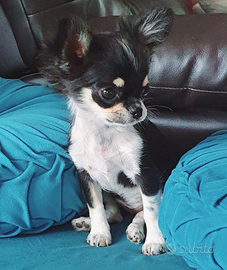 Chihuahua femmina toy pedigree